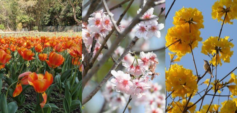 香港都有櫻花同鬱金香花海