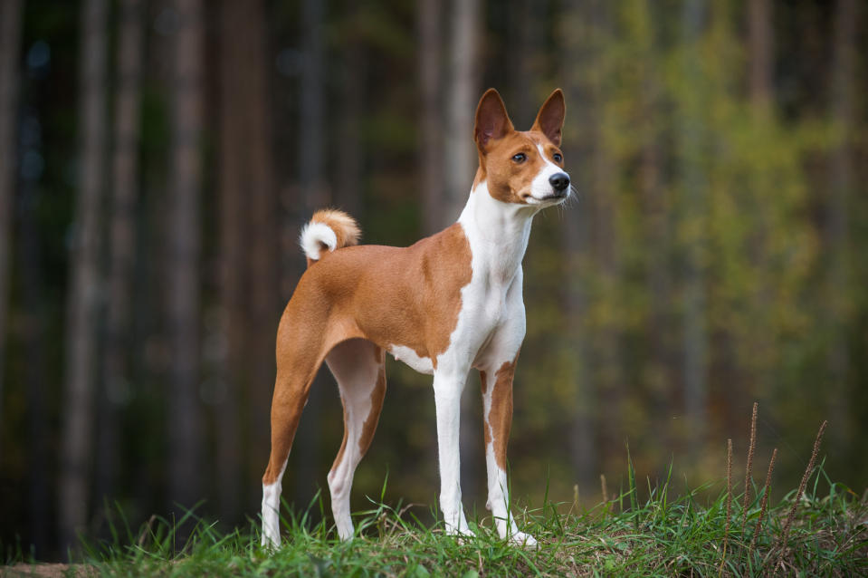 Basenji dog standing outside