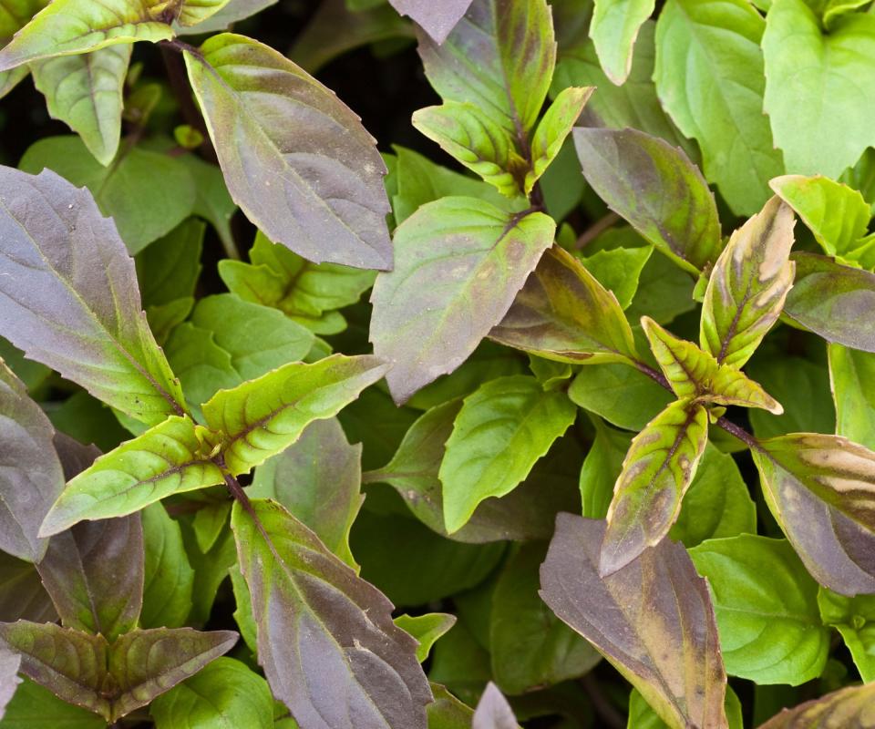 Green and purple foliage of Thai basil