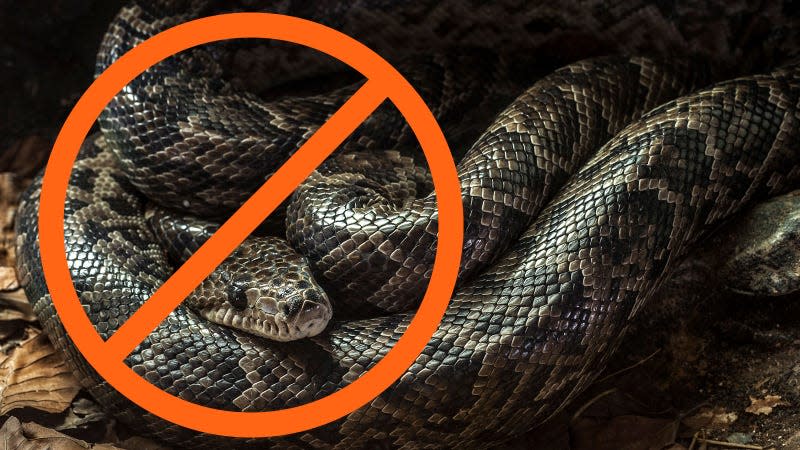 A photo of a large snake with an orange cross over the top. 