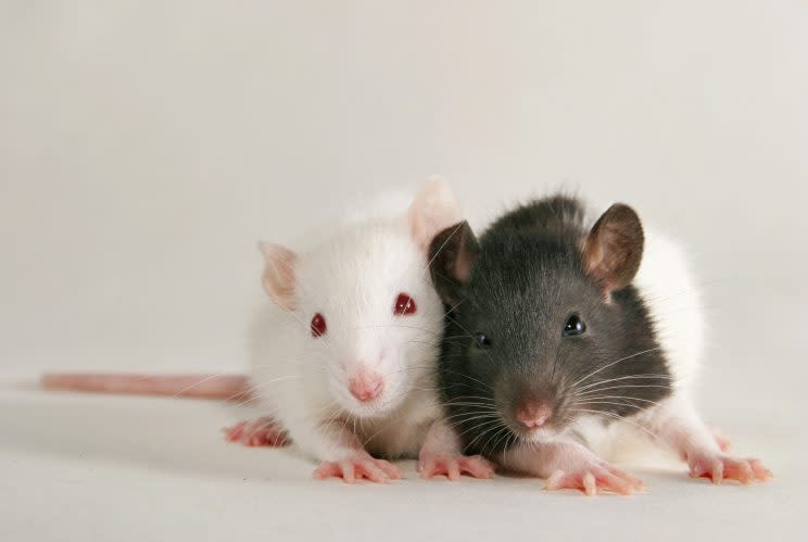 Rats have been found in hospital wards and even operating theatres (Rex)_