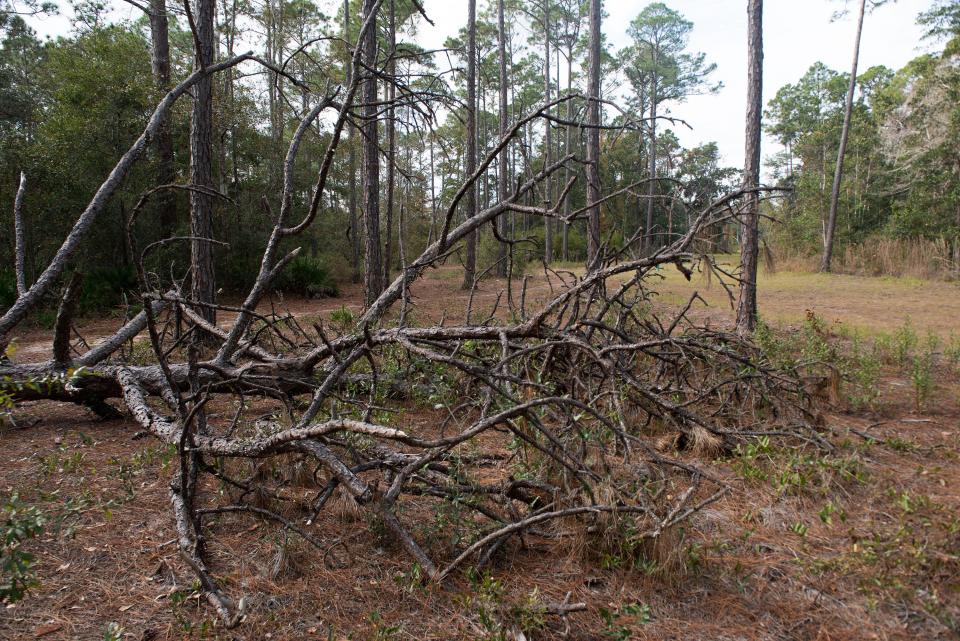 This portion of Jones Swamp is part of the Escambia County Southwest Greenway. The county is looking to purchase 337 acres of privately owned wetlands off of U.S. 98 near Blue Angel Parkway to connect to Jones Swamp.