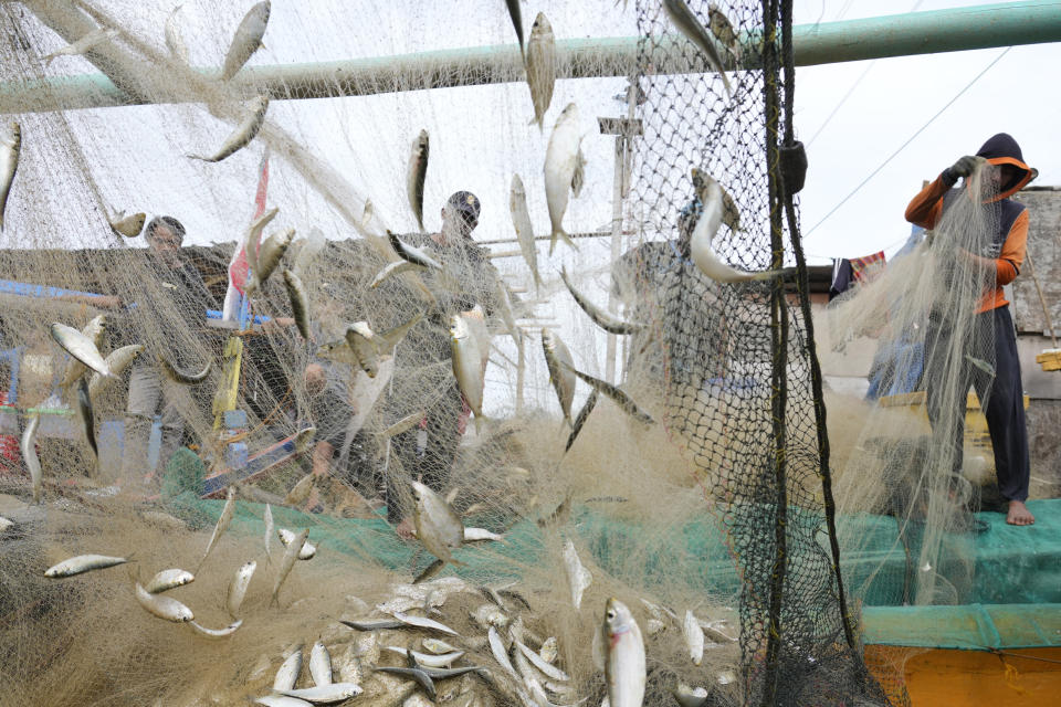 FILE - Fishermen remove their catch from nets after returning to shore in Jakarta, Indonesia, Feb. 24, 2022. Corruption is undermining the management of some of the world’s most threatened fishing grounds, according to a review of criminal case files and media reports by the AP. At least 45 government officials have been accused of graft or extortion in the past two decades. (AP Photo/Achmad Ibrahim, File)