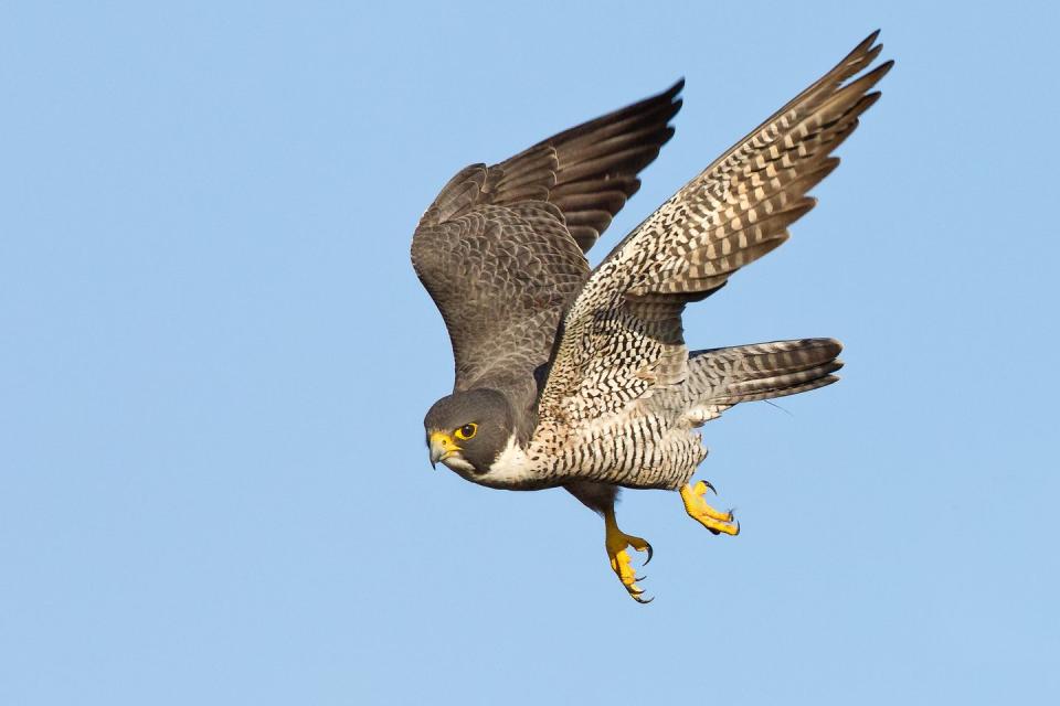 4) Peregrine Falcon