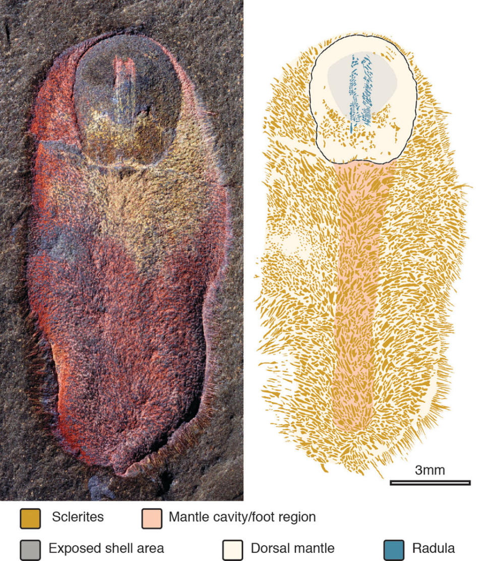 A detailed fossil of the newfound species, <i>Calvapilosa kroegeri</i>, next to an illustration of the creature. Notice the imprint of the radula — a conveyor-belt-like structure with teeth — at the top of the fossil. <cite>Peter Van Roy; Luke Parry</cite>