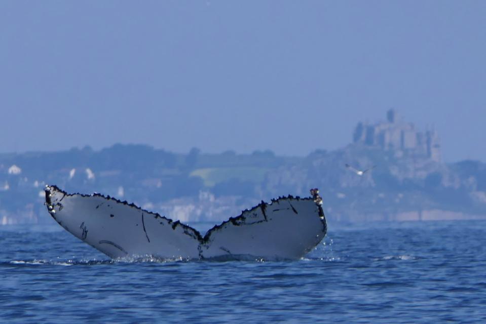 Rupert Kirkwood, 62, from Holsworthy in Devon, filmed the moment he was circled by a Minke whale for 20 minutes.