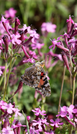 A painted lady butterfly sits on a flower in a field at the village of Mrouj, Lebanon April 13, 2019. REUTERS/Mohamed Azakir