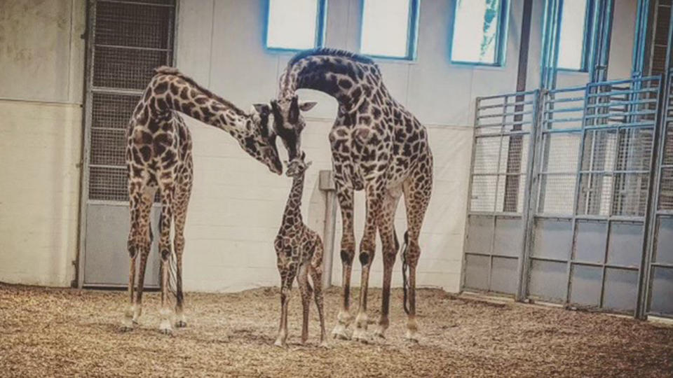 Parker (above right) had been at the zoo since 2018. (Courtesy Seneca Park Zoo)