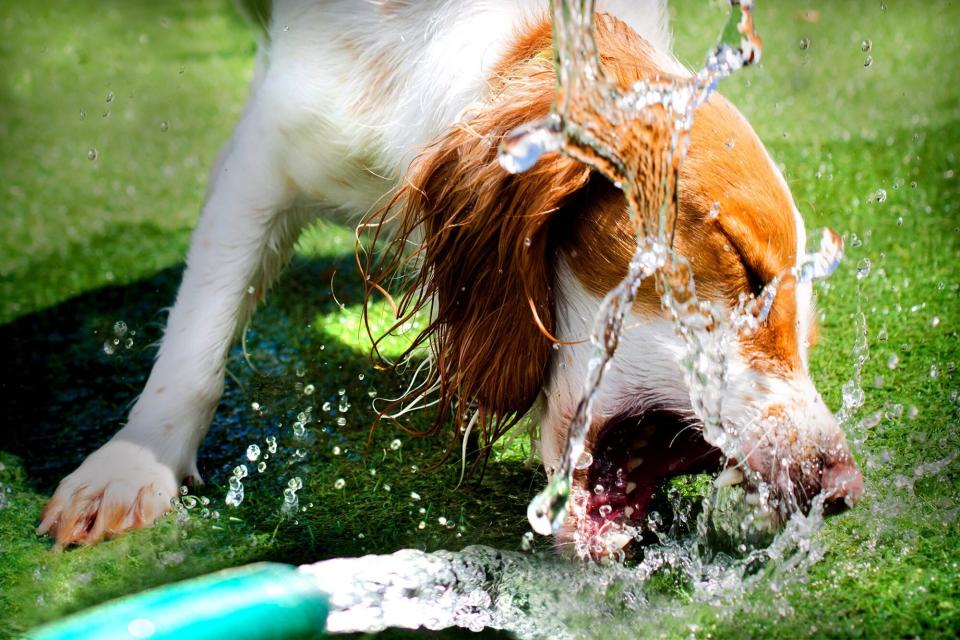 White and orange cocker spaniel drinks from water hose in yard