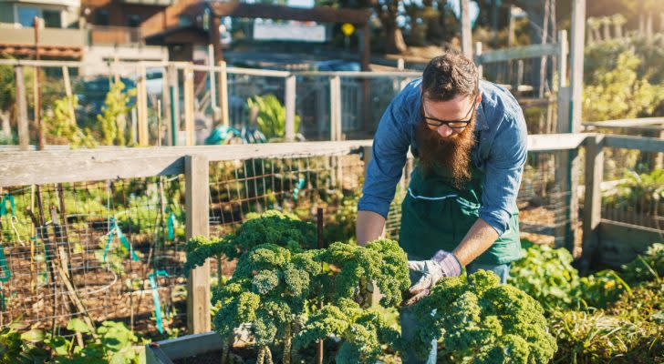 bearded man tending kale crops in urban communal garden