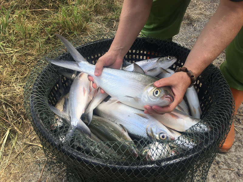 台南市文資處考證，「土魠魚羹」可能源自17世紀歐洲，而「虱目魚」（圖）當時以sabalo之名被記錄，再演變為人氣美食。（中央社資料照）