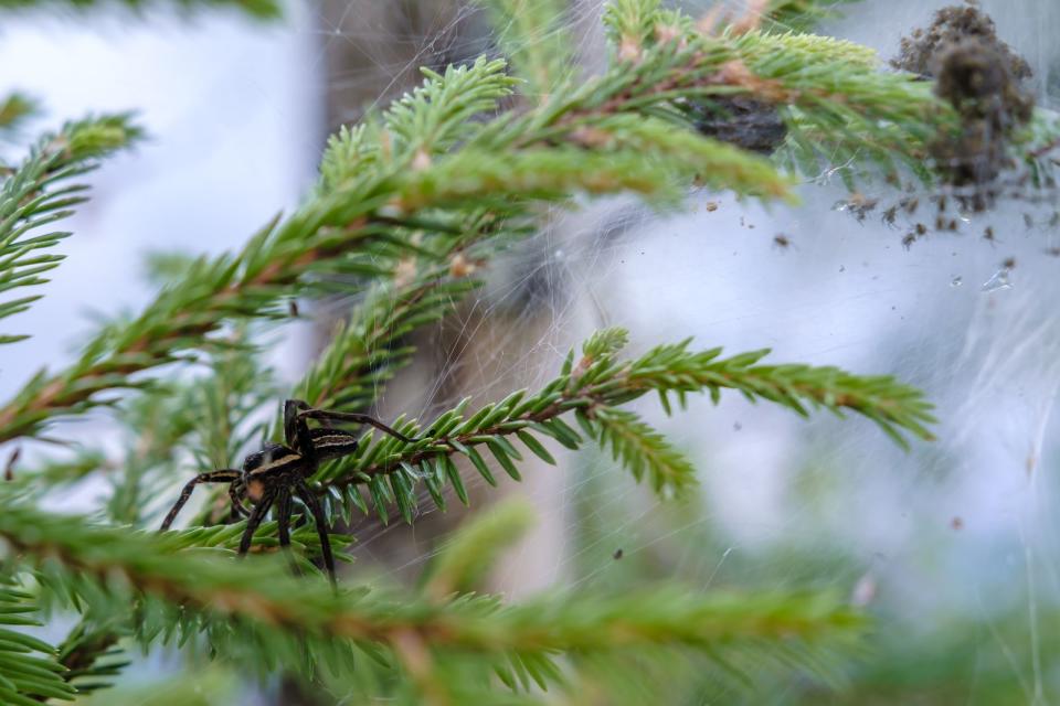 Wasserspinne (Argyroneta aquatica)