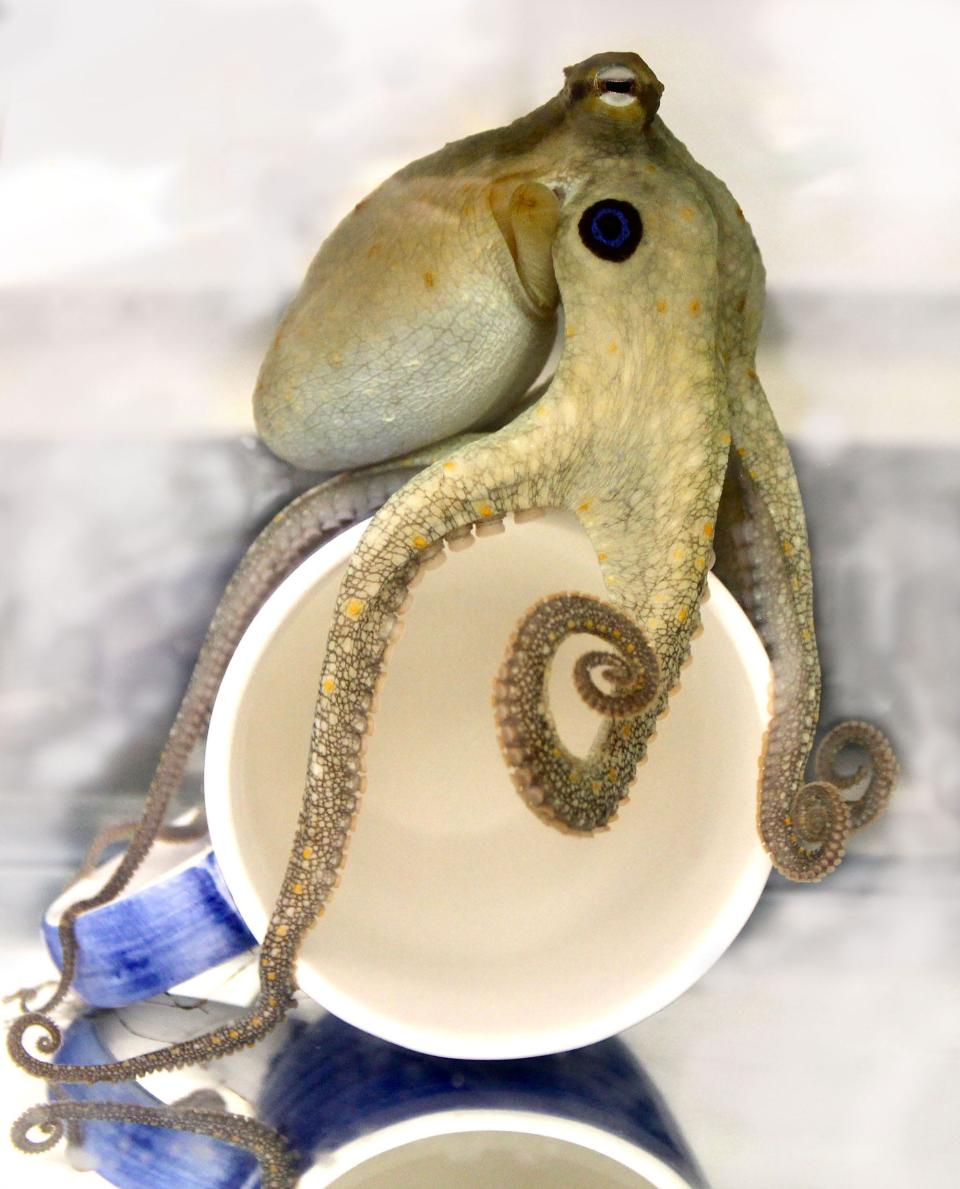 octopus