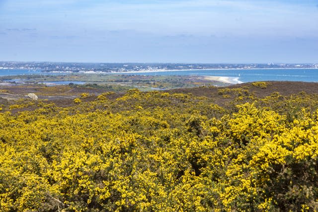 Die Purbeck Heaths in Dorset