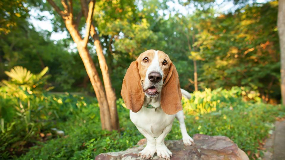 Basset hound