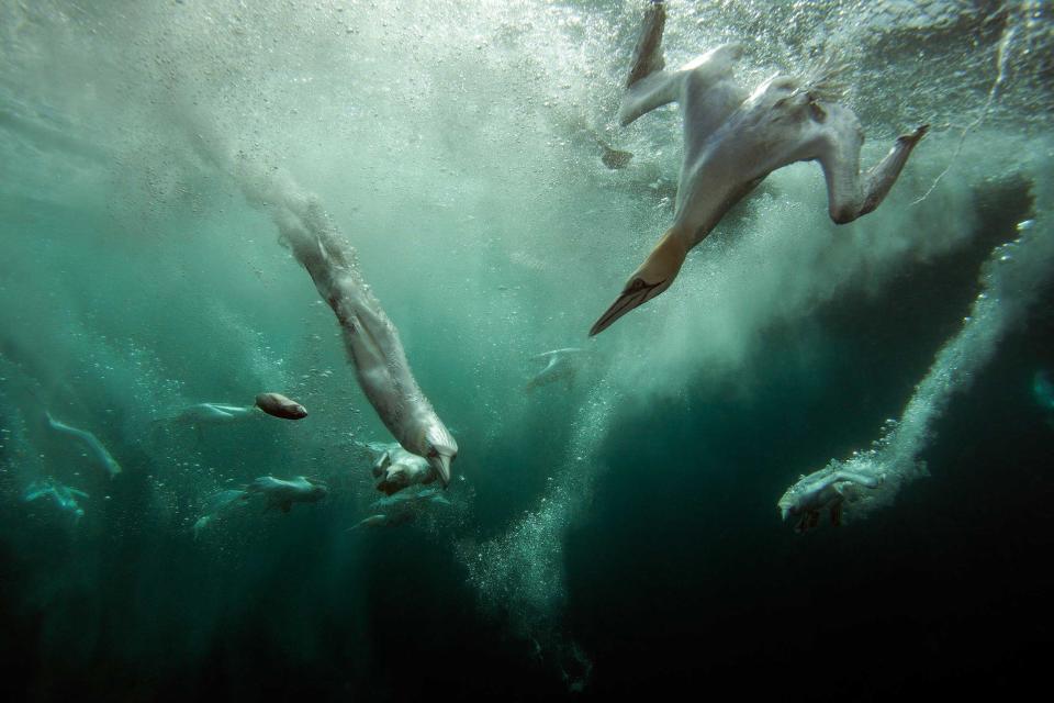 Overall winner was this stunning image taken by Dr Matt Doggett called 'Gannet Jacuzzi'. He took the shot at a remote location off the north coast of Scotland