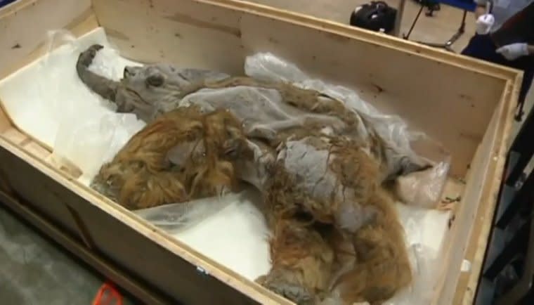 An extraordinarily well-preserved woolly mammoth uncovered in Siberia was revealed to the public for the first time this week in Japan. While the baby female is not the first mammoth to be recently dug up in the remote region of Russia, what makes this find so special is the extent to which the animal's carcass is still intact. (Photo: ITN)  <a href="http://www.huffingtonpost.com/2013/07/10/woolly-mammoth-siberia-display-tokyo-fur-hair_n_3575340.html?utm_hp_ref=unearthed" target="_blank">Read more here</a>