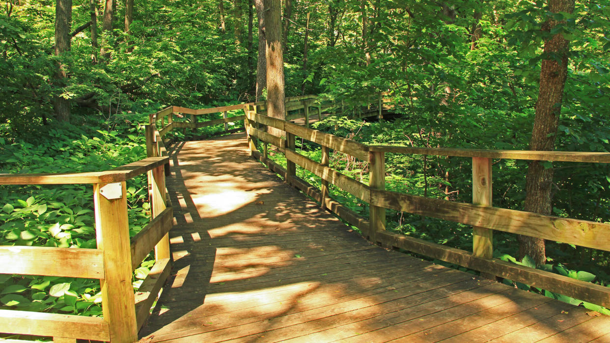 Peaceful boardwalk trail through lush trees in the Fontenelle Forest Nature Center in Bellevue, Nebraska near Omaha