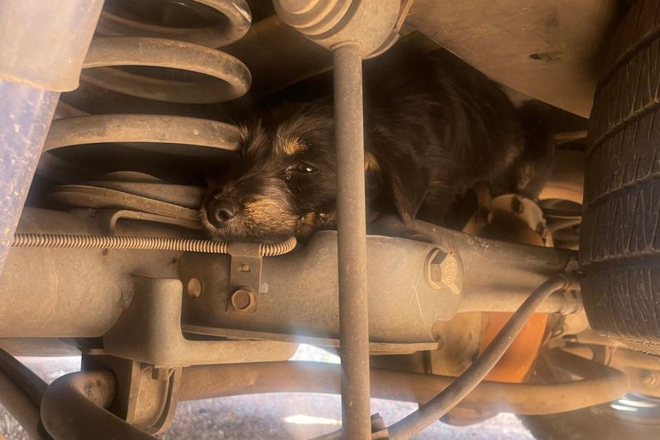 Gracie dog stuck in car rescued