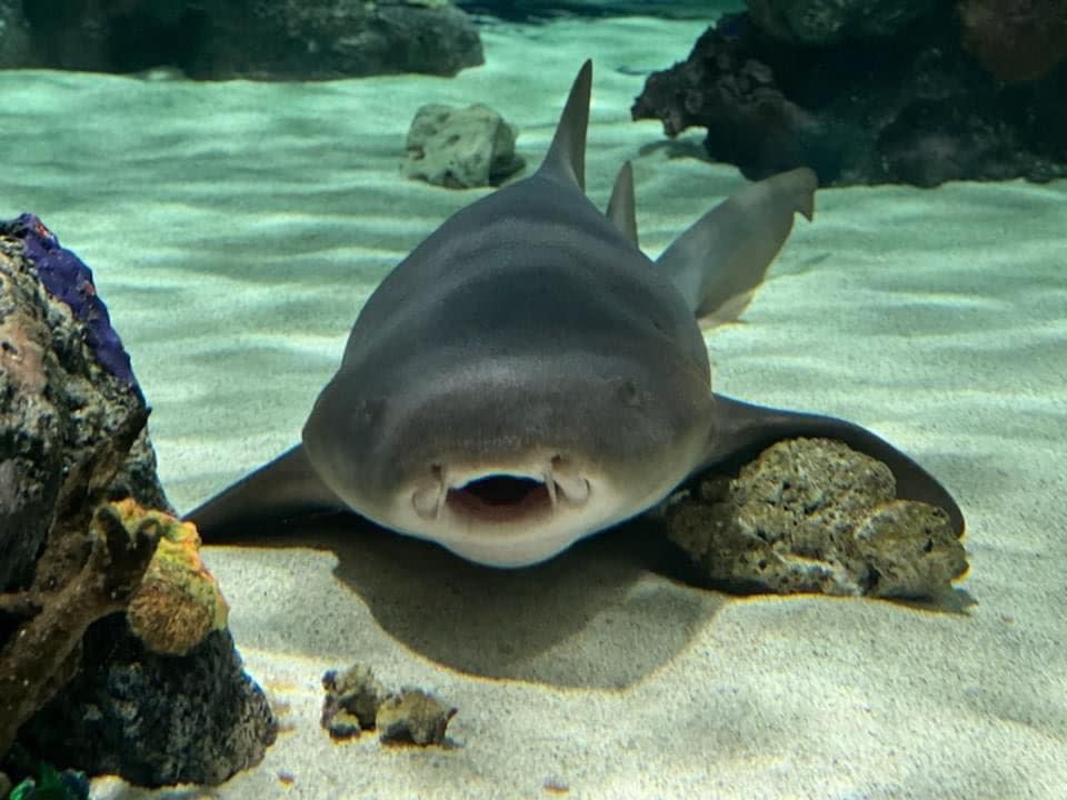 A massive aquarium will soon replace the once-thriving Daytona Mall that has been mostly empty for years.