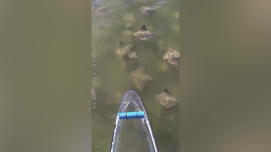 Credit: See Through Canoe