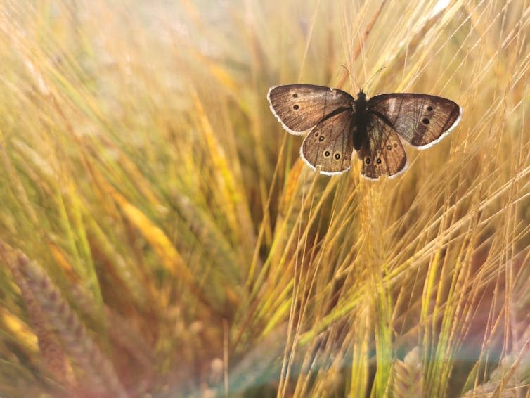 wheat crop, close up with a brown butterfly resting on top