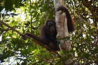 Orangutan released into the Borneo island