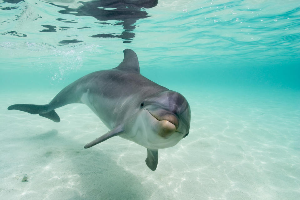 Der gerettete Delfin wurde zur Rehabilitation nach SeaWorld gebracht. (Foto: Getty Images)