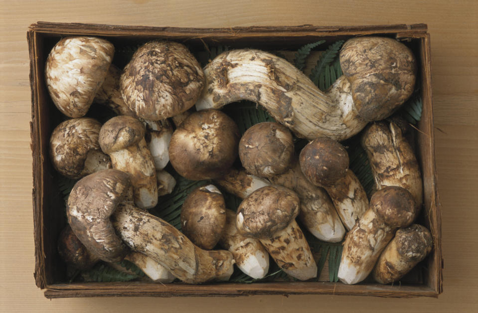 <p>I funghi Matsutake sono i più costosi del mondo e crescono solo in determinate zone (Giappone, Cina, Corea, Stati Uniti, Canada, Finlandia e Svezia). Fanno parte della famiglia dei porcini, ma sono più rari. Esiste uno speciale fungo, “pino rosso”, che si trova solo nelle foreste di pini del Giappone in un certo periodo dell’anno e può costare tra i 1.000 e i 2.200 dollari al chilo (circa 2mila euro). </p>