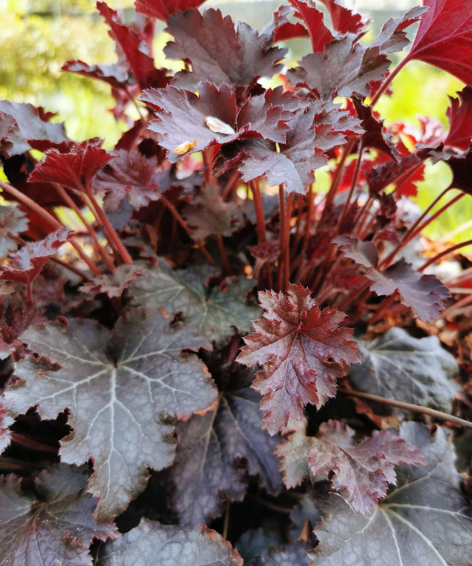 Heuchera 'Purple Palace' is a vintage variety still popular today