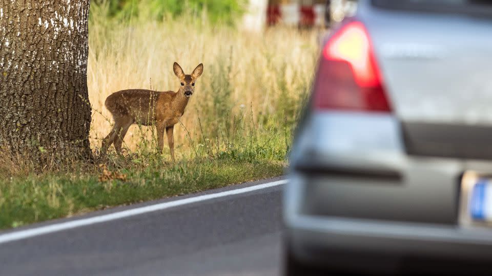 A car passes a young deer standing by a roadside near Treplin, Germany. - Patrick Pleul/picture alliance/Getty Image