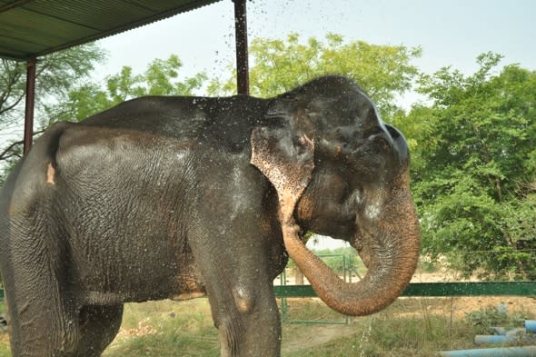 Elephant weeps as it's rescued from 50 years of torture