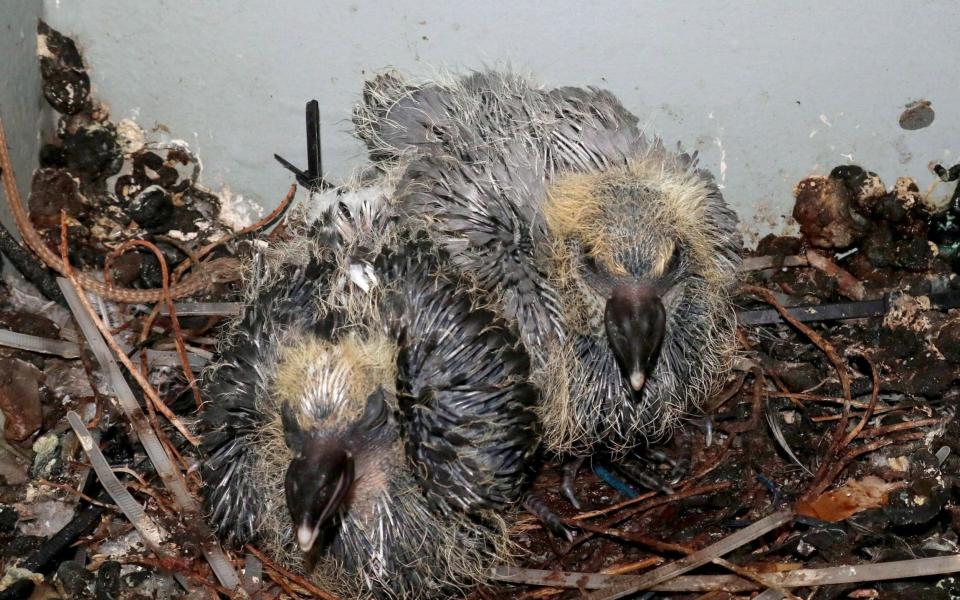 The two chicks were treated to some of the most advanced technology the Royal Navy has after being flown back in a MK4 Merlin helicopter. - PA