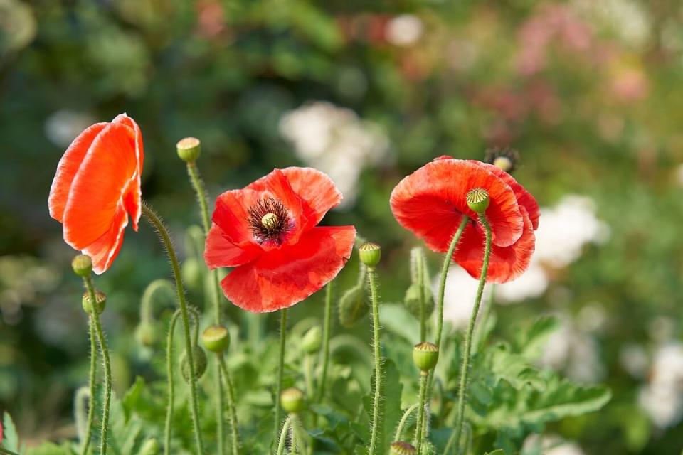 同屬罌粟科的虞美人和紅色罌粟花相似，且英文泛稱為poppy，在國內外都不時有人搞混。（攝影／吳尚鴻）