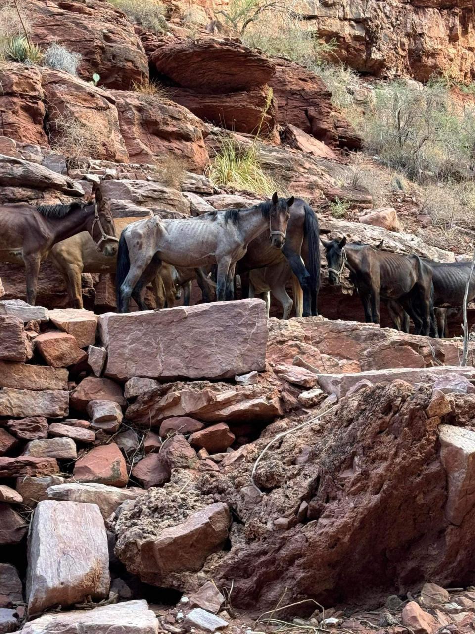 A group of wild horses that an eyewitness says are starving and malnourished on the Havasupai Reservation near the Grand Canyon, days after a flash flood temporarily closed the area.