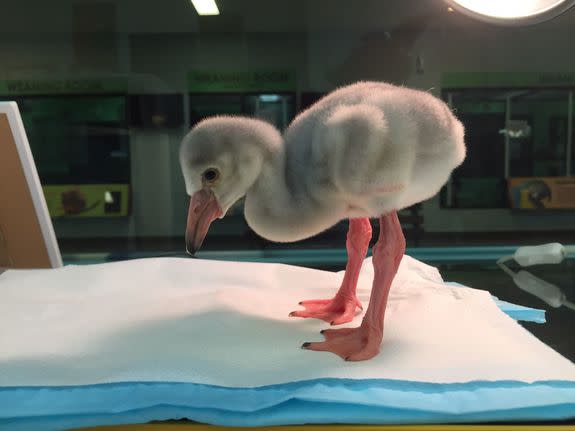 Squish standing on his own on Day 5.