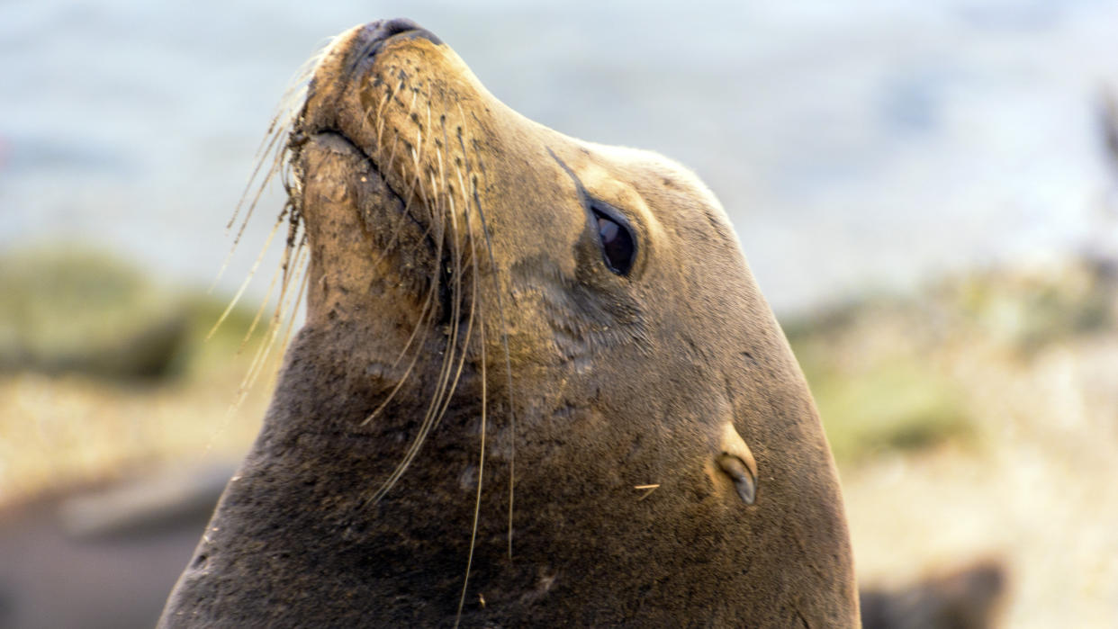  Close-up of sea lion in California. 