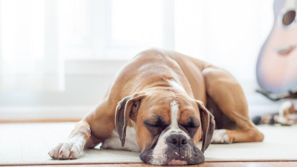 Boxer sleeping