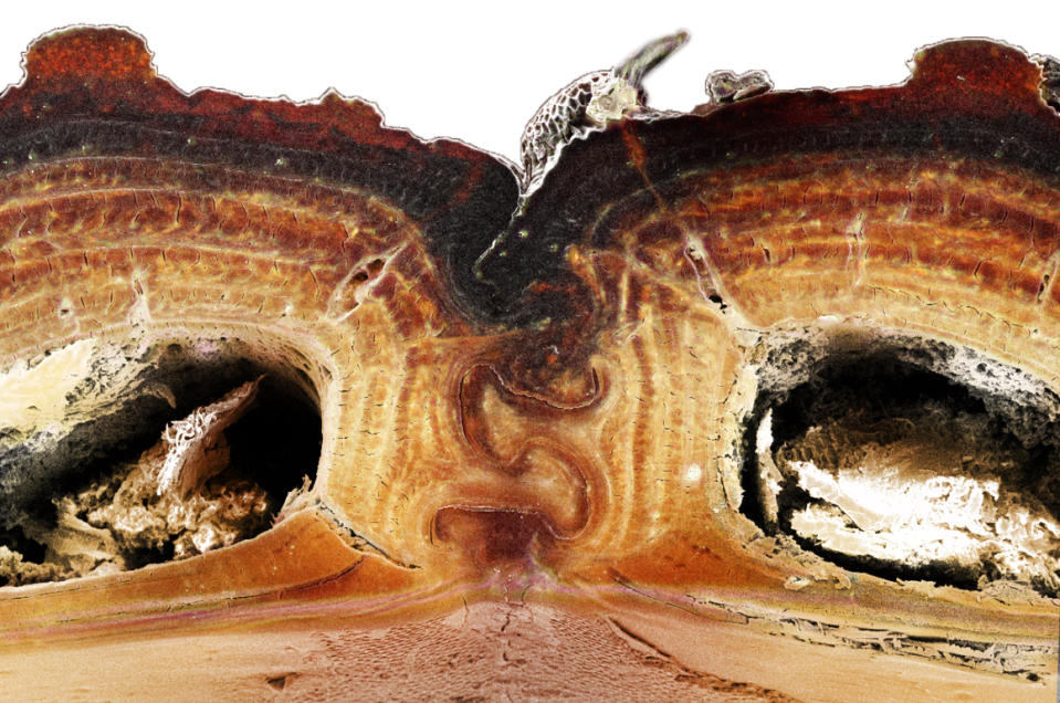 In this 2016 photo provided by the University of California, Irvine, a cross section of the medial suture, where two halves of the diabolical ironclad beetle’s elytra meet, shows the puzzle piece configuration that’s among the keys to the insect’s incredible durability. Scientists say the armor of the seemingly indestructible beetle could offer clues for designing stronger planes and buildings. In a study published Wednesday, Oct. 21, 2020, in the journal Nature, a group of scientists explains why the beetle is so squash-resistant. (Jesus Rivera, Kisailus Biomimetics and Nanostructured Materials Lab, University of California Irvine via AP)