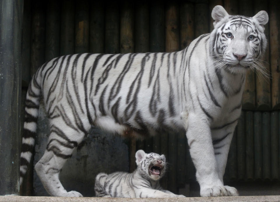 White tigers