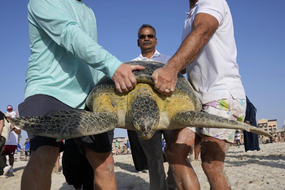 Members of the Wildlife Rescue program of Environment Agency Abu Dhabi carry a sea turtle to release on Saadiyat Island of Abu Dhabi, United Arab Emirates, Tuesday, June 6, 2023. Scientists hope the turtle will thrive back in its natural habitat, joining about 500 sea turtles that have been rescued, rehabilitated and released since Abu Dhabi's Environment Agency (EAD) launched a program three years ago to aid turtles distressed by climate change and other issues. (AP Photo/Kamran Jebreili)