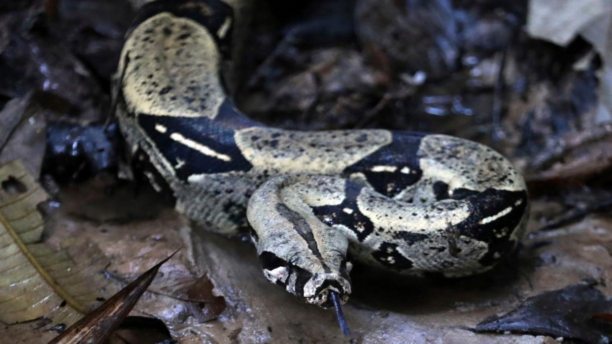 Mandatory Credit: Photo by Fernando Vergara/AP/Shutterstock (10402484c)A boa constrictor moves away after being freed by environmental authorities, at a natural reserve in Leticia, on the Colombian Amazon, .