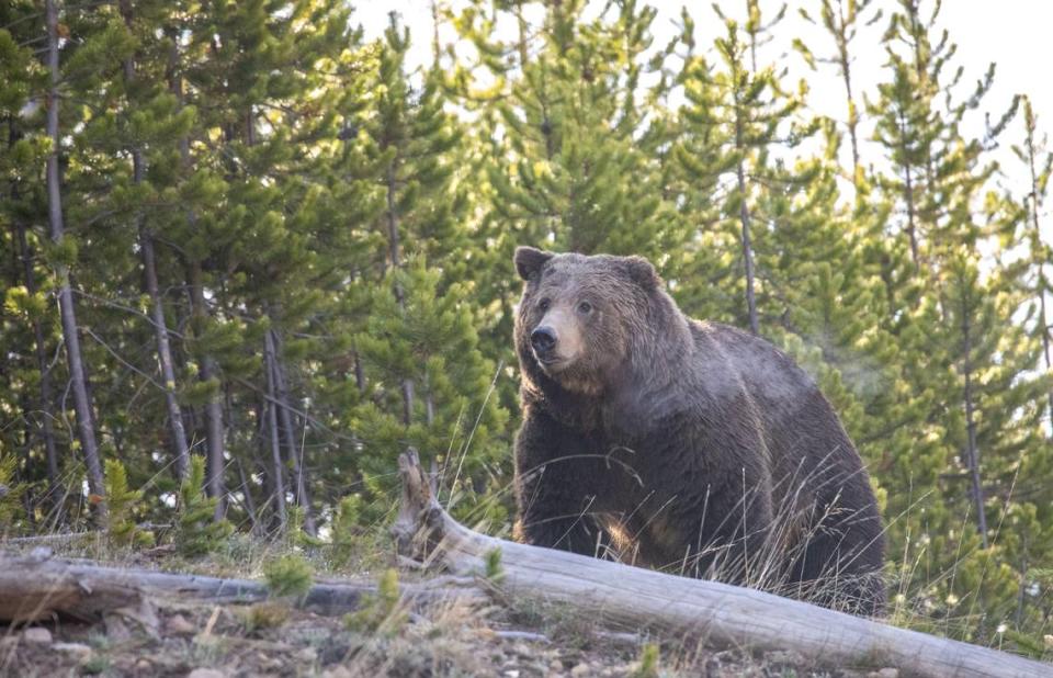 Grizzly bears like this one photographed in Yellowstone National Park once roamed California’s back country.