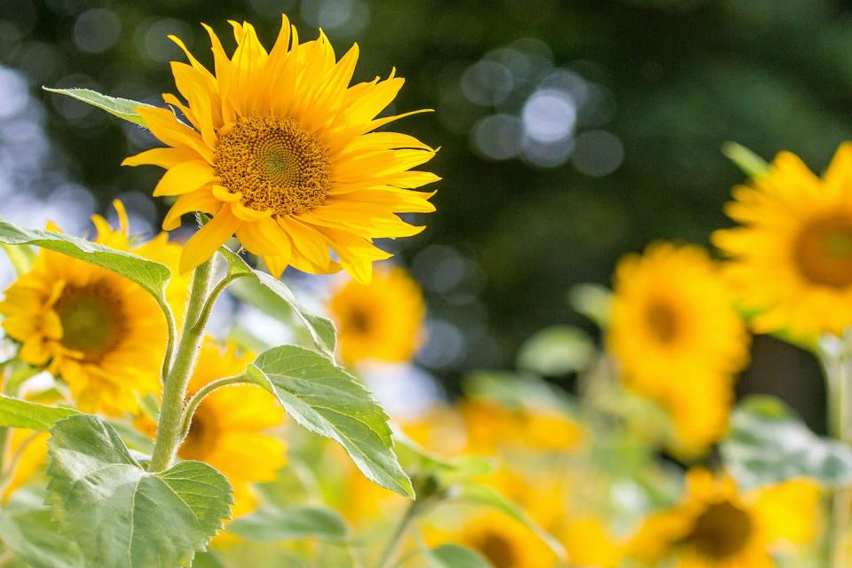 <p>Sunflowers are this season's most cheerful bloom. As well as being easy to grow, they are one type of plant that attract beneficial insects to the garden – including stink bugs. </p><p>The team say: 'These summertime favourites are great for attracting stink bugs, which often attack crops like sweetcorn and okra. Keep these veggies pest-free by planting sunflowers at least 70 days ahead of your vegetables. Once the sunflowers have fully matured, they will work to deter bugs no matter how far away they are from your more precious crops.' </p>
