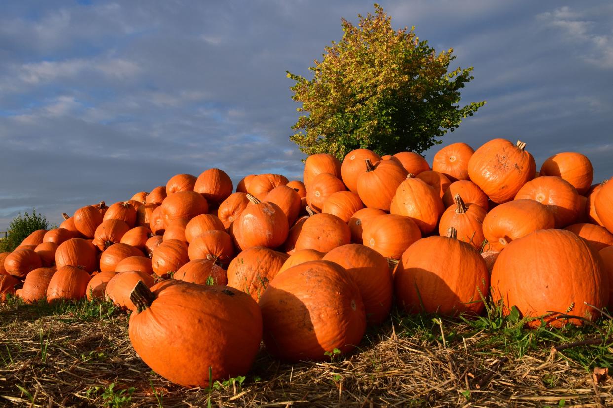 Pile of orange pumpkins in a field on a bright sunny day.