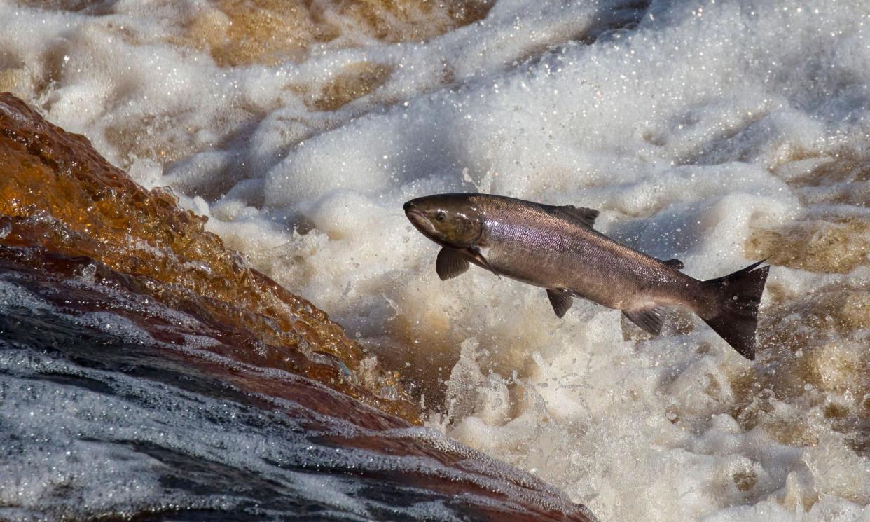 <span>Connecting rivers helps wildlife travel and allows migratory fish to reach breeding grounds.</span><span>Photograph: Ann and Steve Toon/Alamy</span>