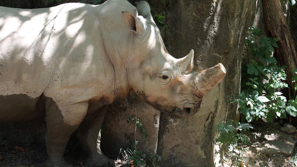 19-year-old Zenzele, a white rhino at the Indianapolis Zoo, is pregnant and due to give birth in February 2024. This will be the first baby rhino ever at the Indianapolis Zoo.