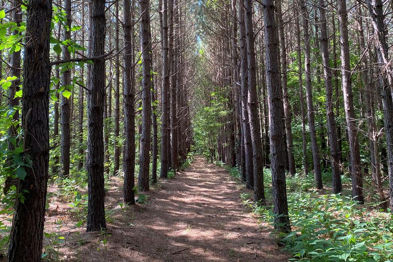 A trail though a forest, which is planned for development of Piedmont Lithium's mine, is seen in Gaston County