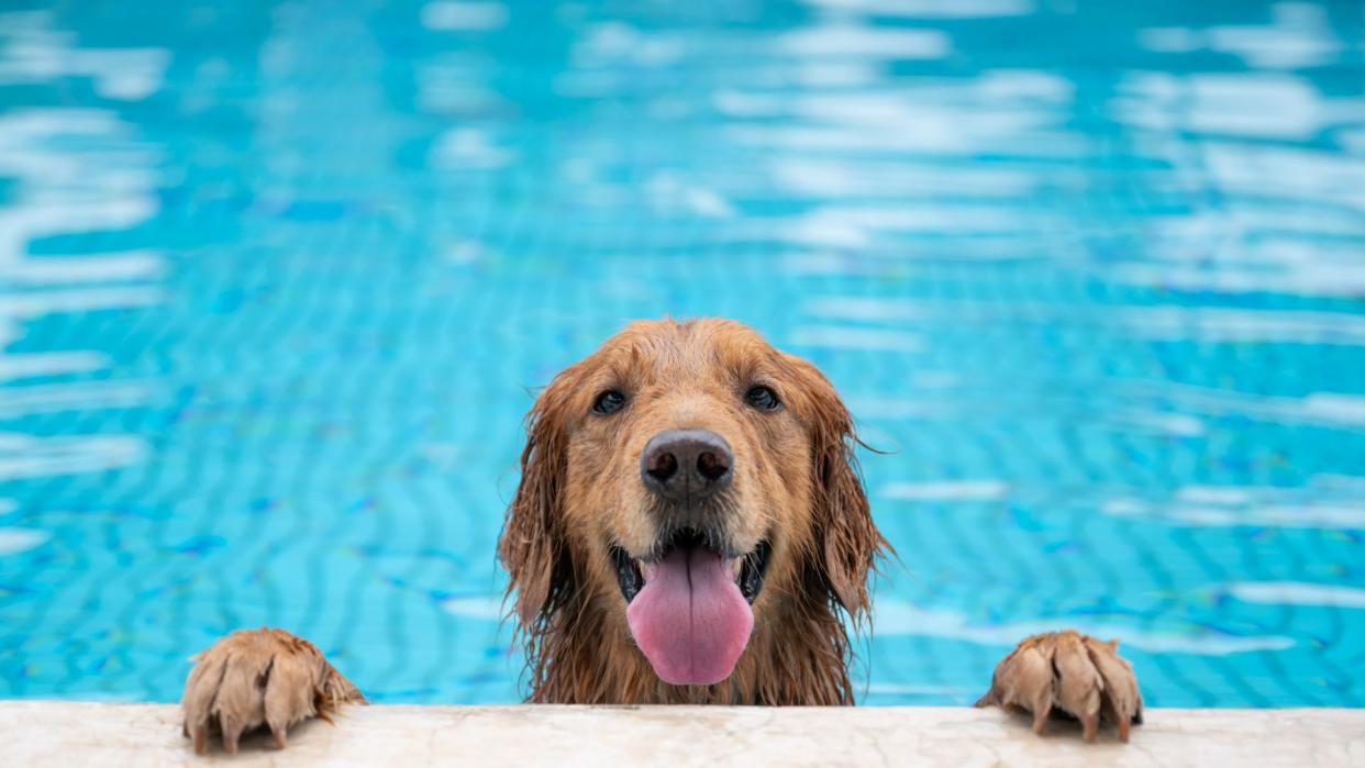  Dog swimming in the pool. 