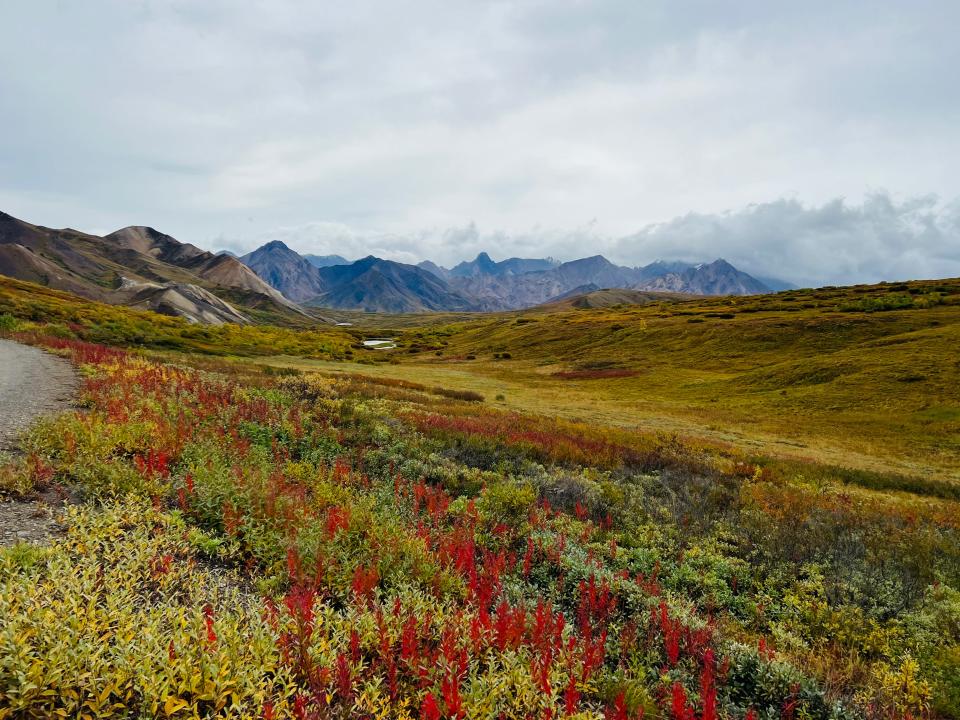 Wildflowers and sprawling mountains in Denali National Park.